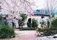 桜吹雪と美術館