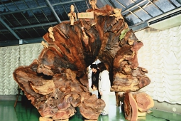 「八幡さまの大欅(けやき)」の制作