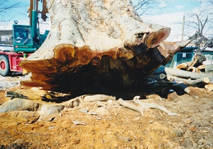 現在元気に活きている樹木を伐採してしまう訳にはいかず、天寿を全うした巨木に出会えることは、夢のような無理な願いであろう、と思いはじめた時、岐阜銘木協同組合の元理事長 籏 政弘氏から吉報が届いた。