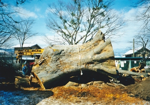 長野県中野市の小内八幡神社のご神木、中野市の文化財に指定されている大欅が、台風７号により大きな被害を受け、伐採を余儀なくされるという。
