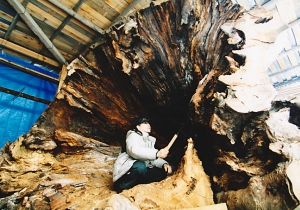 大欅は、数百年の昔、何度も落雷にあっているようで、木の中心がところどころ焦げている。