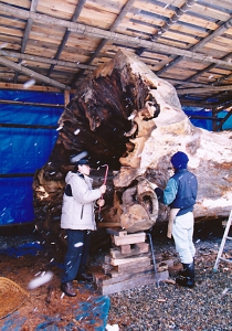 岐阜河合銘木店の若いスタッフが、雪の中黙々と作業を手伝ってくれている。彼等は、木のことを知り尽くしている木材のプロたちだ。
